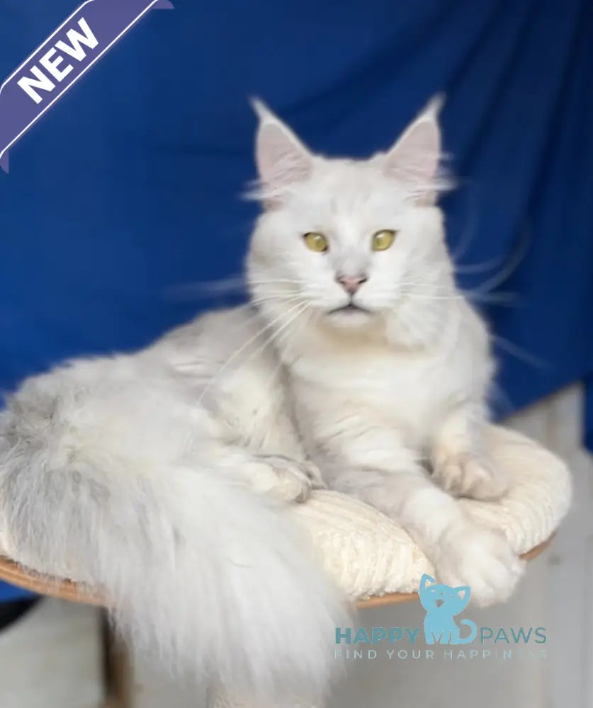 Vijey Maine Coon male black silver shaded live animals