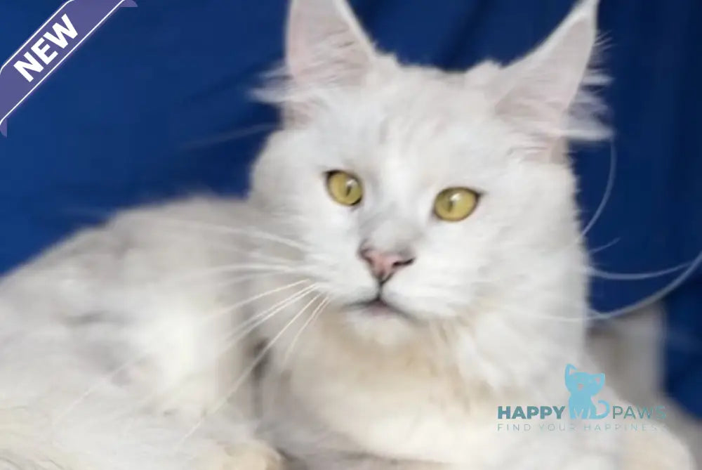 Vijey Maine Coon male black silver shaded live animals