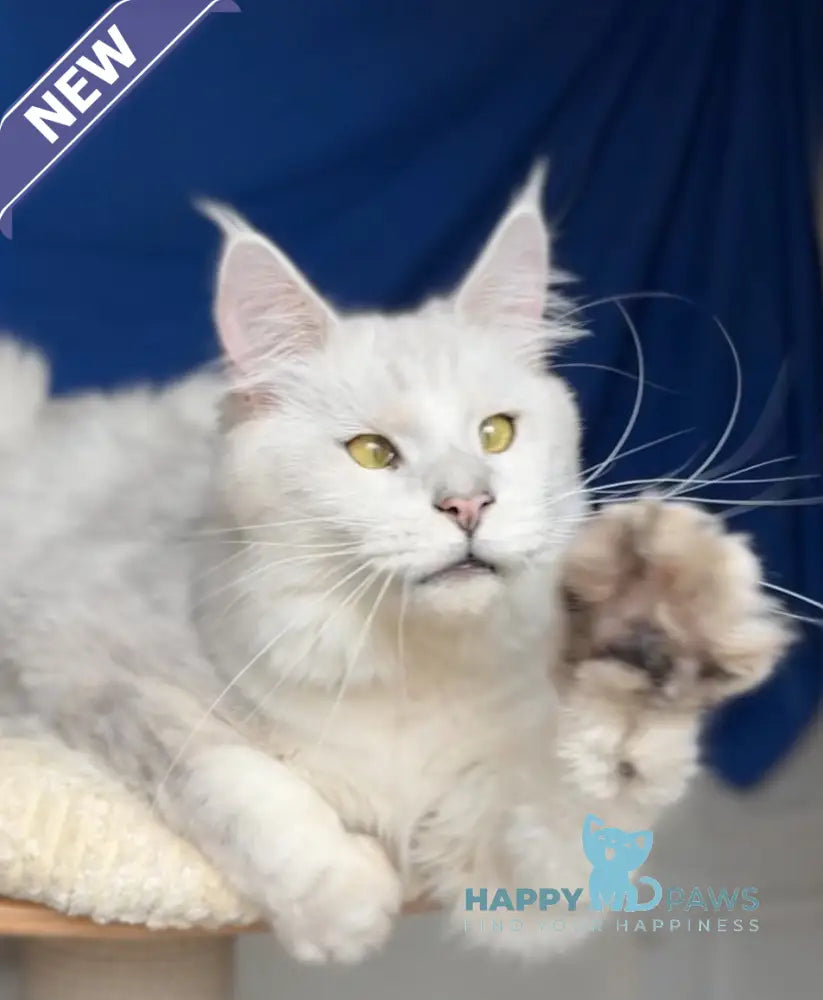 Vijey Maine Coon male black silver shaded live animals