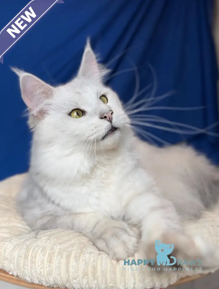 Vijey Maine Coon male black silver shaded live animals
