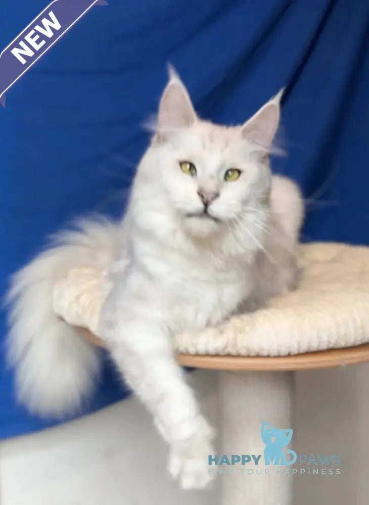 Vijey Maine Coon male black silver shaded live animals