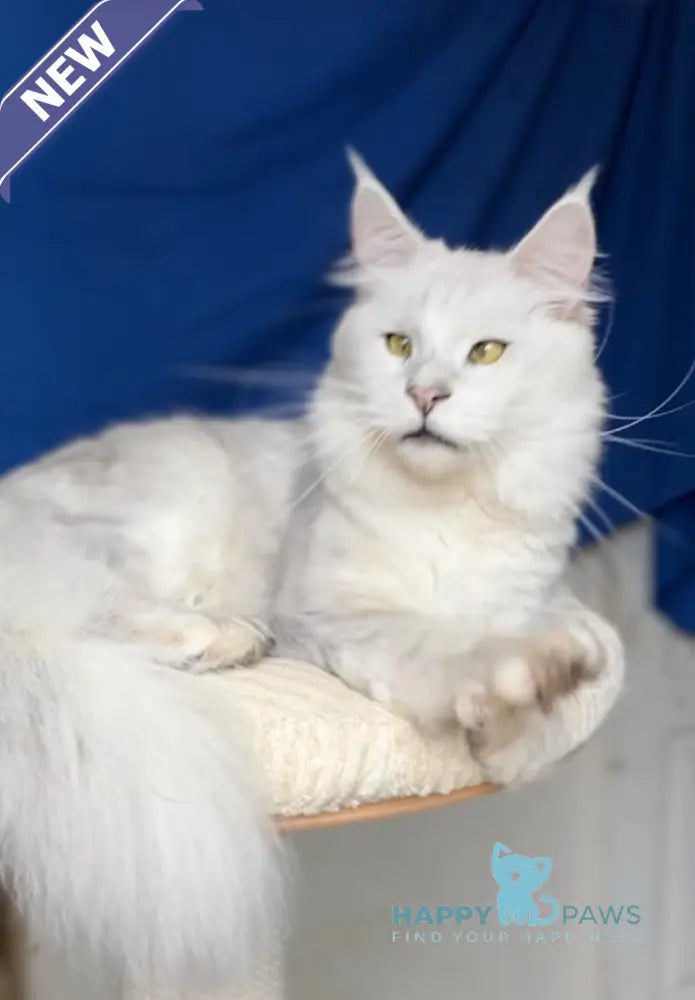Vijey Maine Coon male black silver shaded live animals