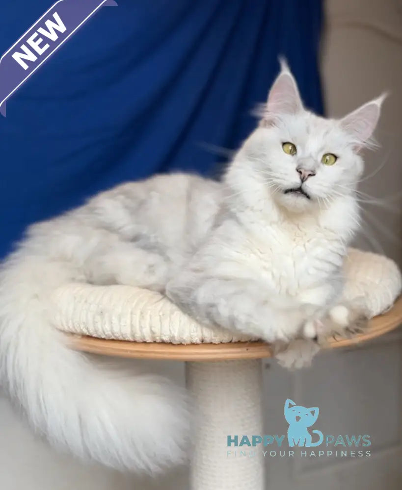 Vijey Maine Coon male black silver shaded live animals