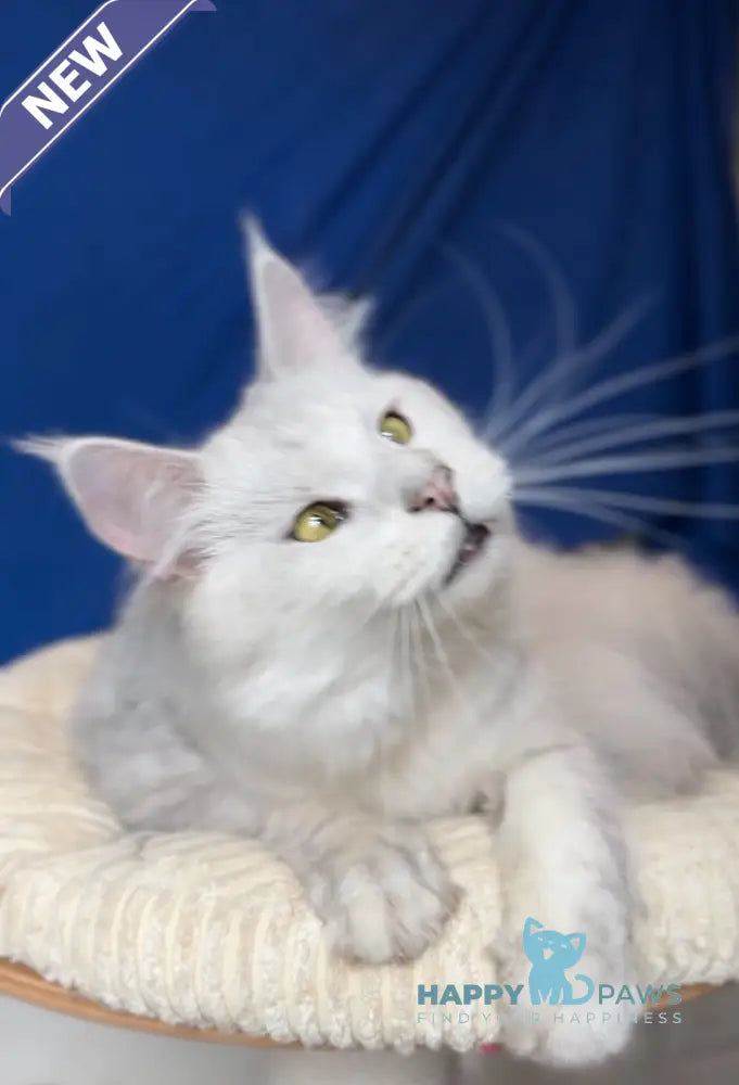 Vijey Maine Coon male black silver shaded live animals