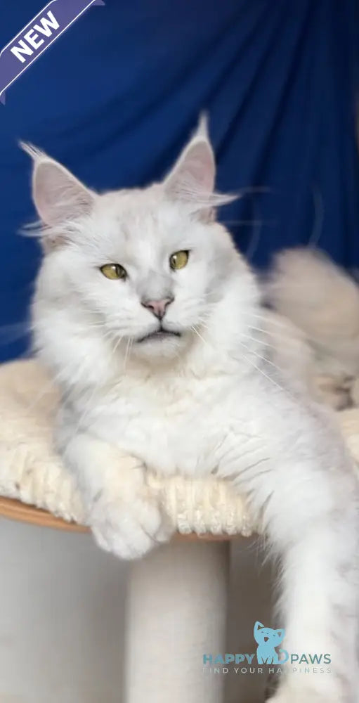 Vijey Maine Coon male black silver shaded live animals
