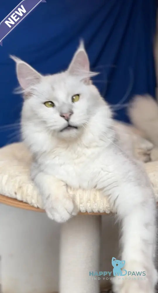 Vijey Maine Coon male black silver shaded live animals