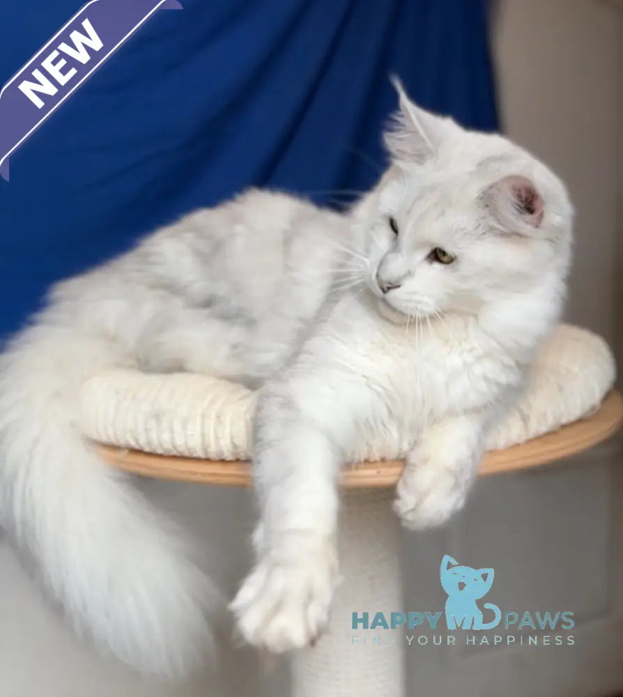 Vijey Maine Coon male black silver shaded live animals