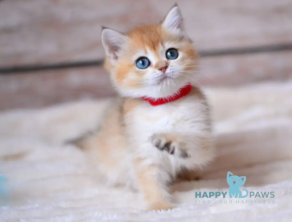 Vika British Shorthair female black golden shaded live animals