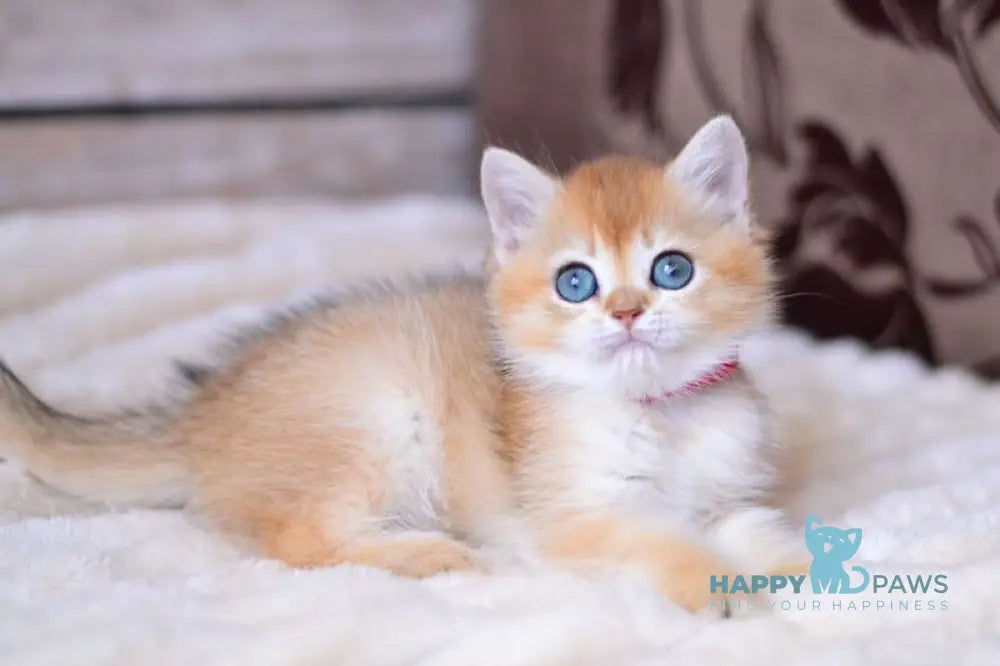 Vika British Shorthair female black golden shaded live animals