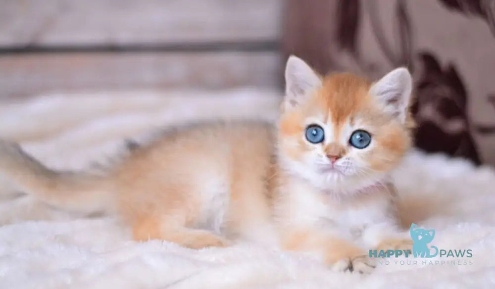Vika British Shorthair female black golden shaded live animals