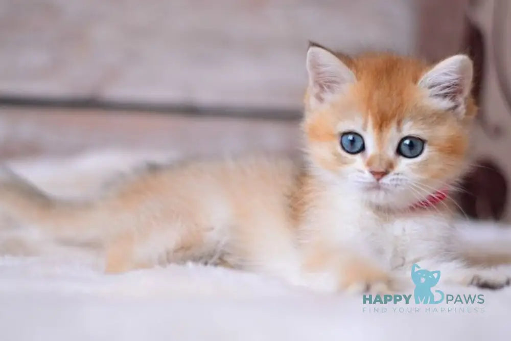 Vika British Shorthair female black golden shaded live animals