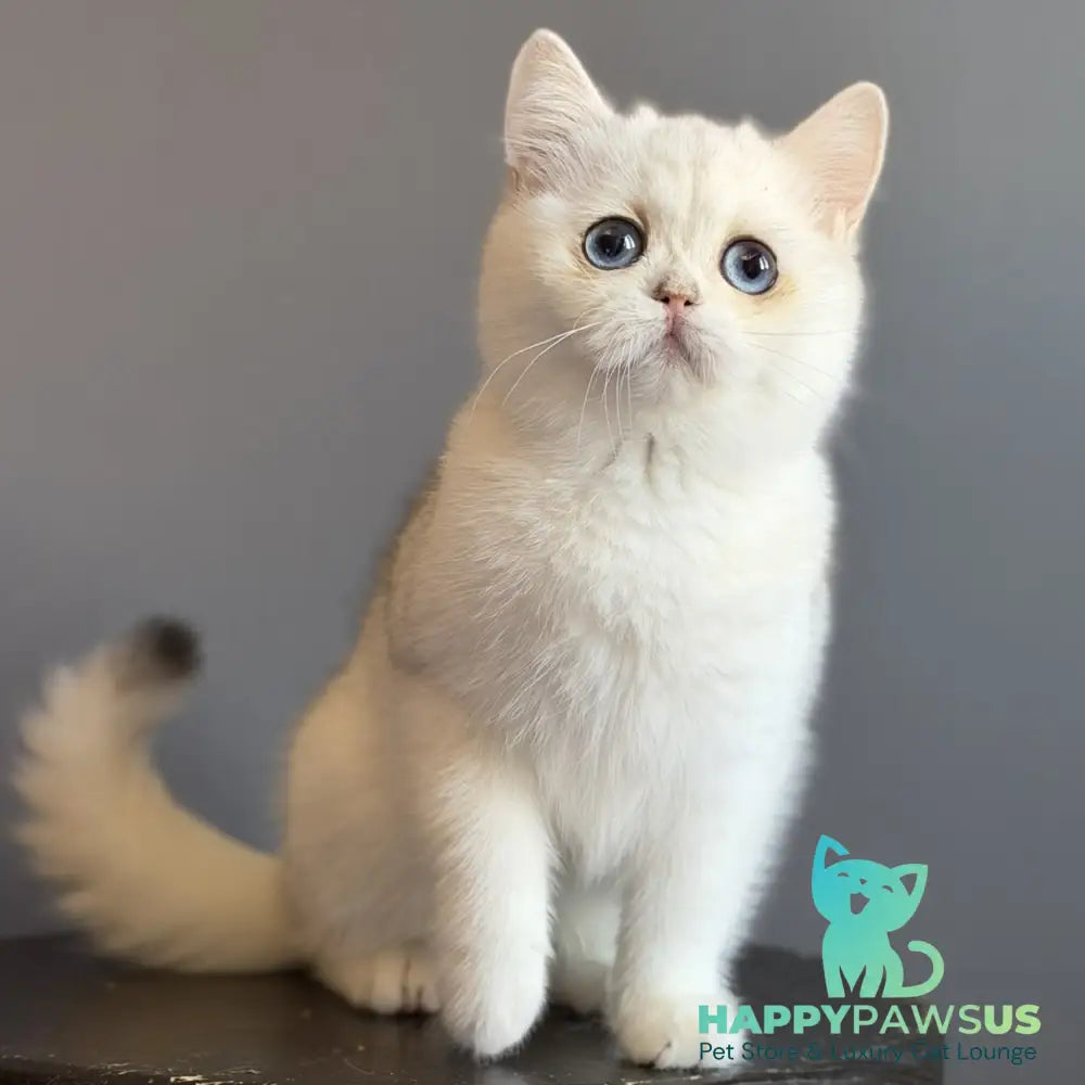 Vika British Shorthair female black silver chinchilla - live animals