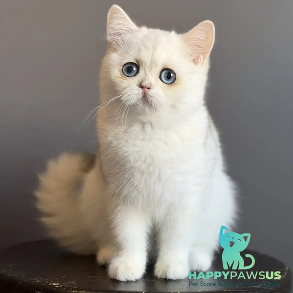 Vika British Shorthair female black silver chinchilla - live animals
