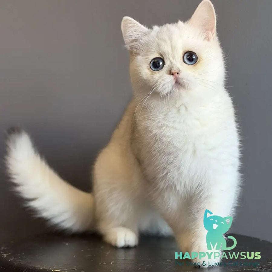 Vika British Shorthair female black silver chinchilla - live animals