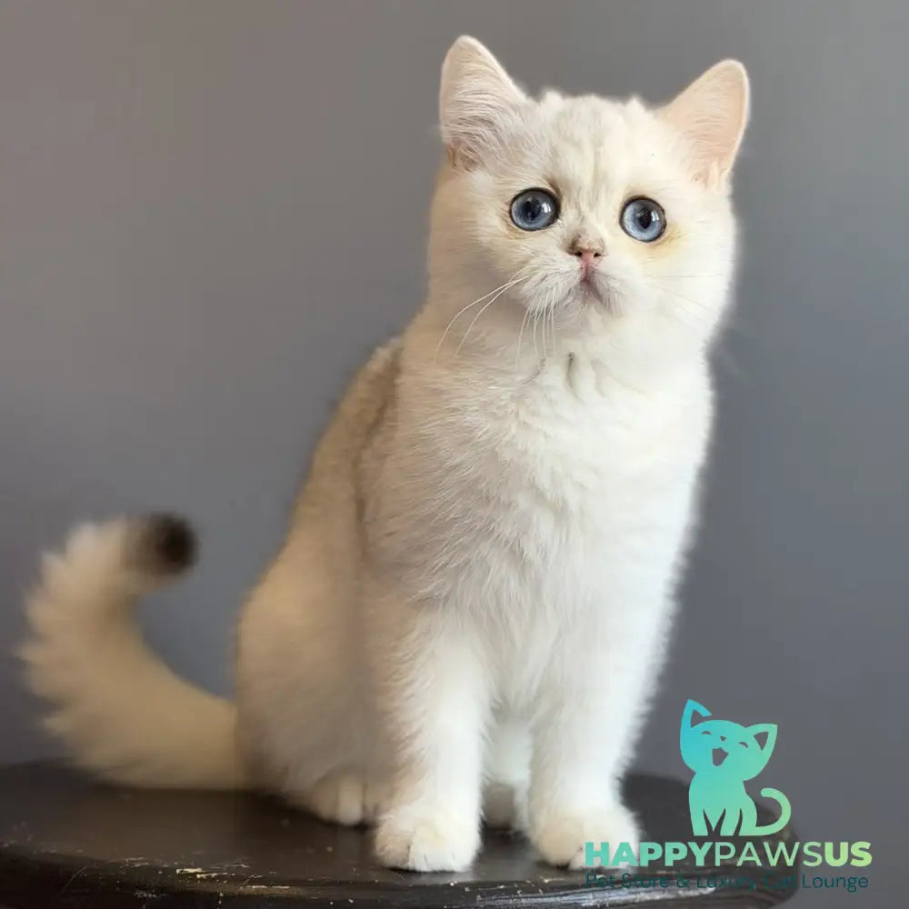 Vika British Shorthair female black silver chinchilla - live animals