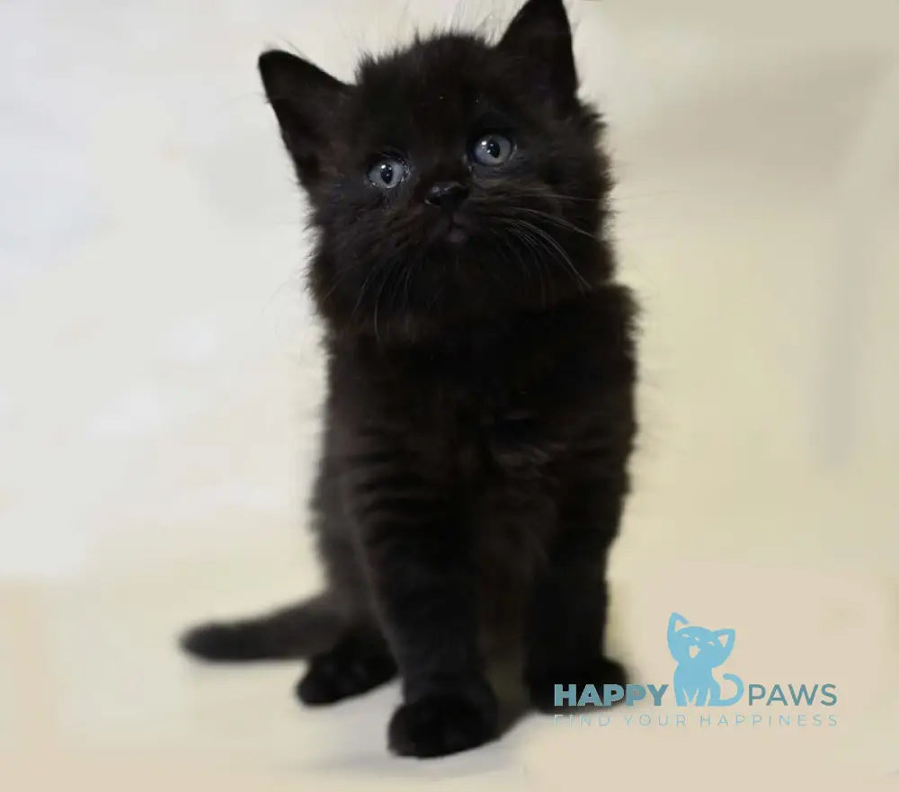 Viking British Longhair male black live animals
