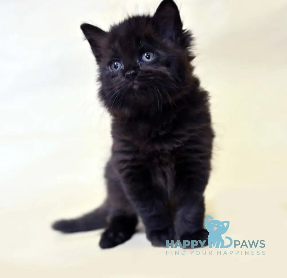 Viking British Longhair male black live animals