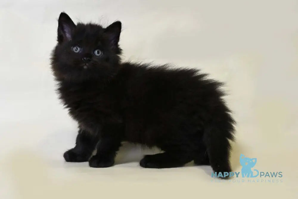 Viking British Longhair male black live animals