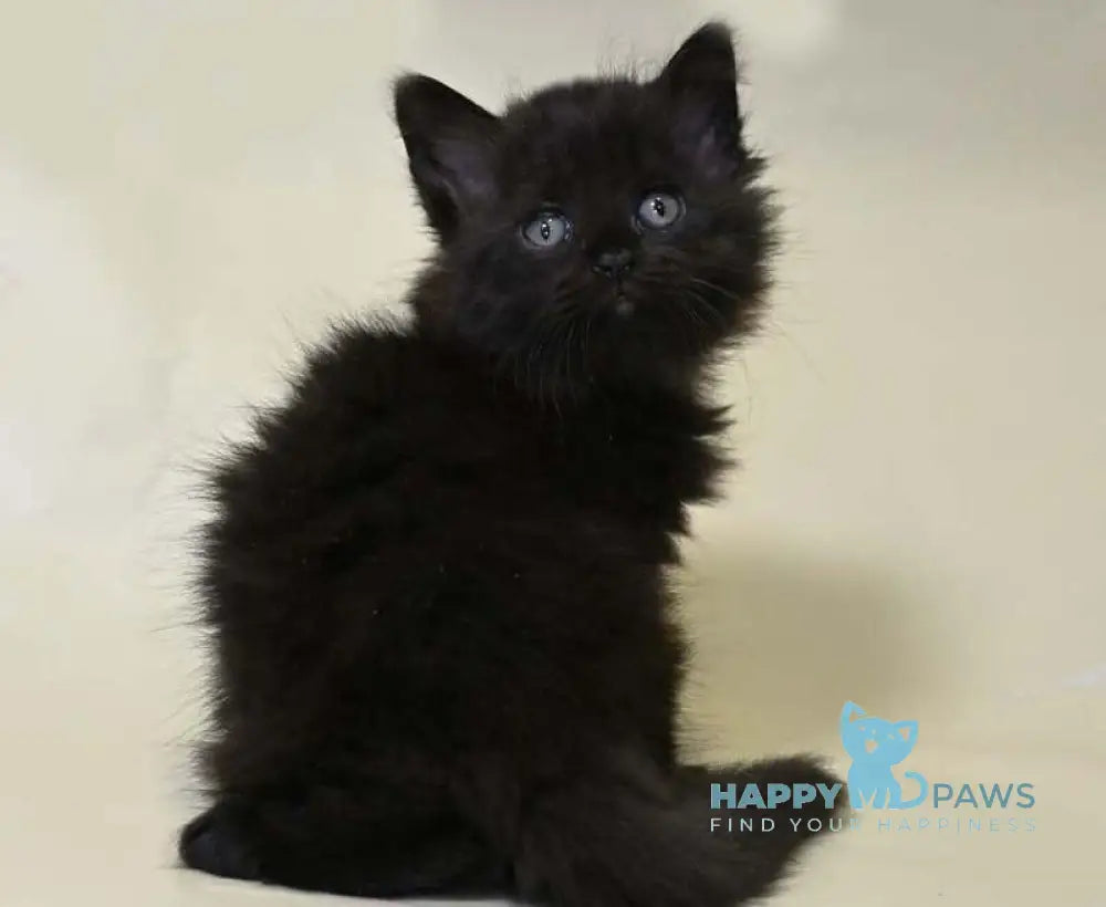 Viking British Longhair male black live animals