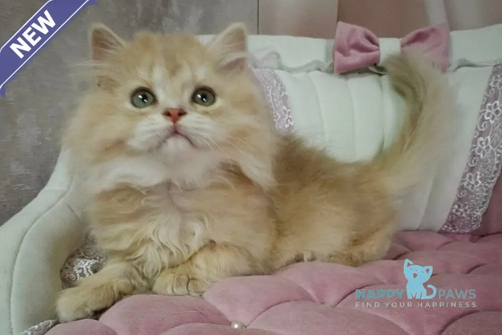 Viking British Longhair male lilac golden chinchilla live animals