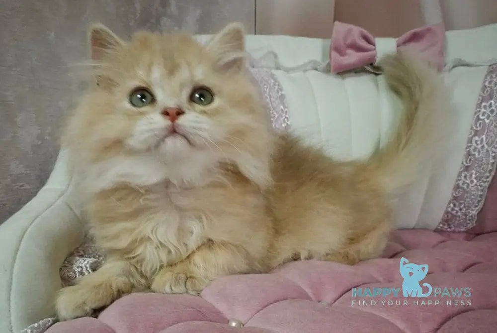 Viking British Longhair male lilac golden chinchilla live animals