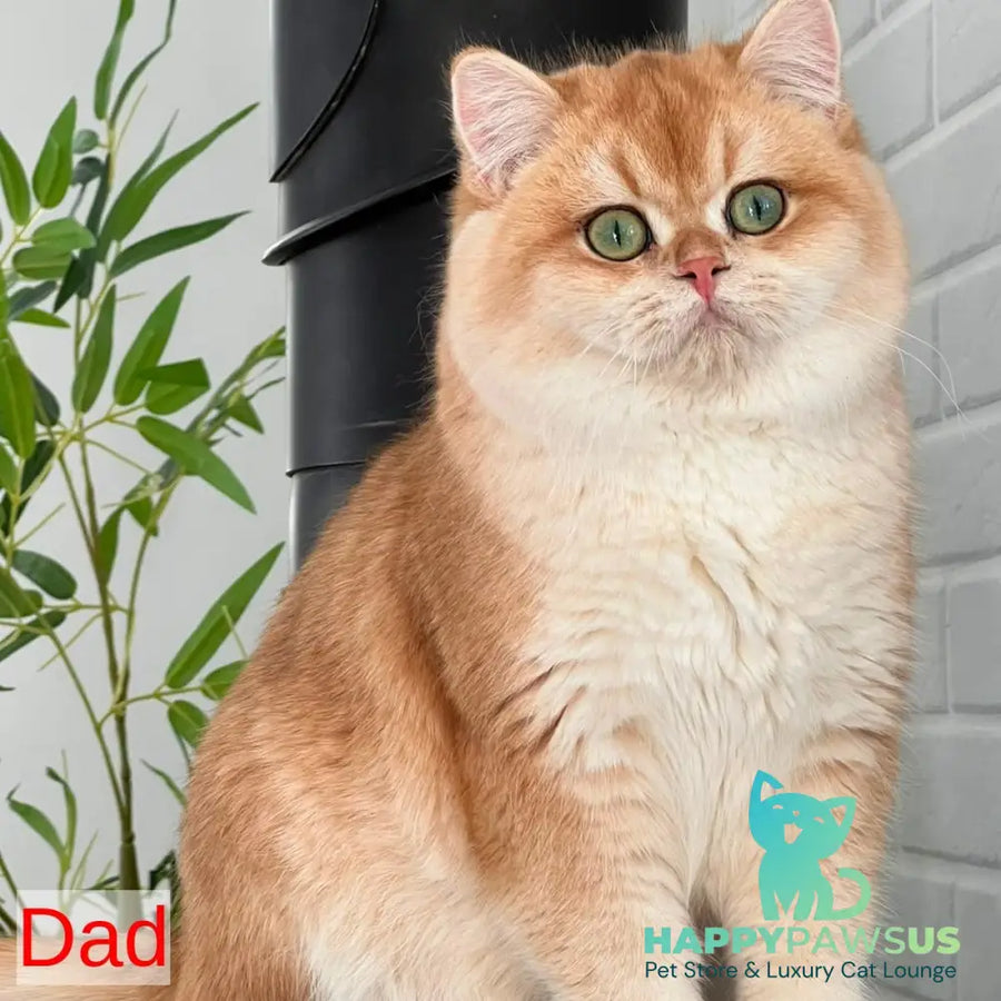 Viking British Shorthair male blue golden shaded - live animals