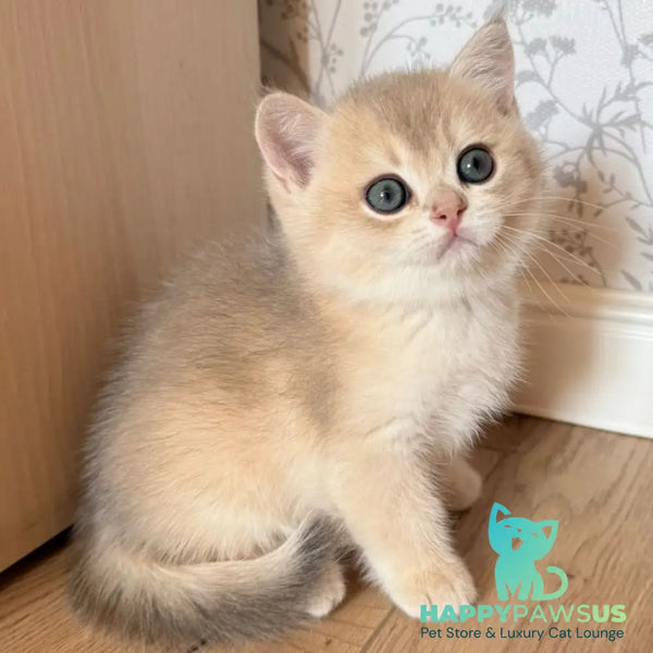 Viking British Shorthair male blue golden shaded - live animals