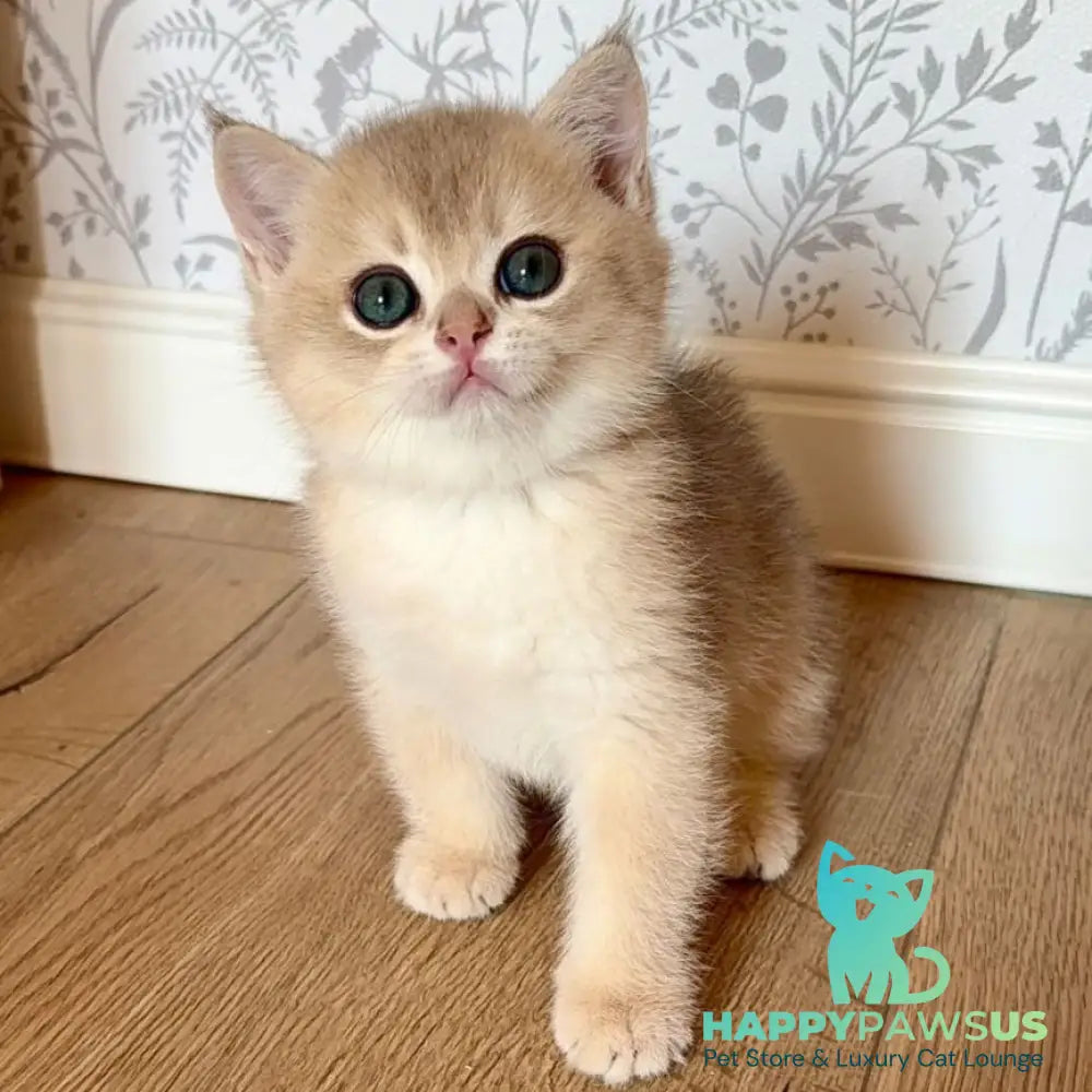 Viking British Shorthair male blue golden shaded - live animals
