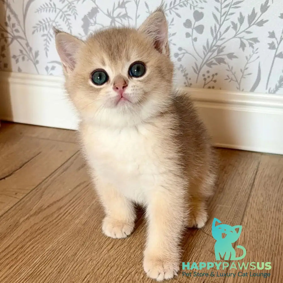 Viking British Shorthair male blue golden shaded - live animals