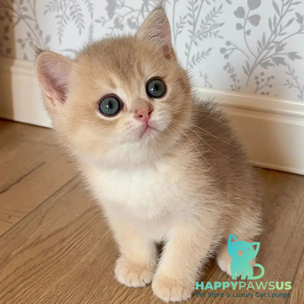 Viking British Shorthair male blue golden shaded - live animals