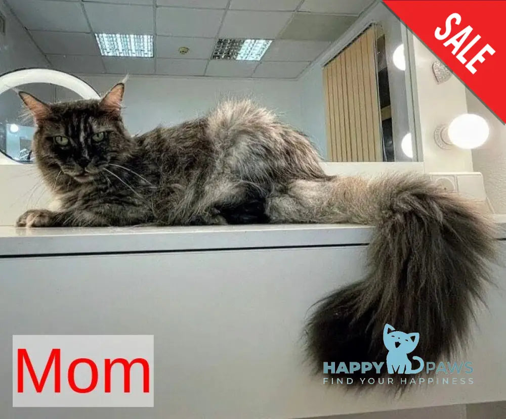 Viking Maine Coon male red silver - live animals