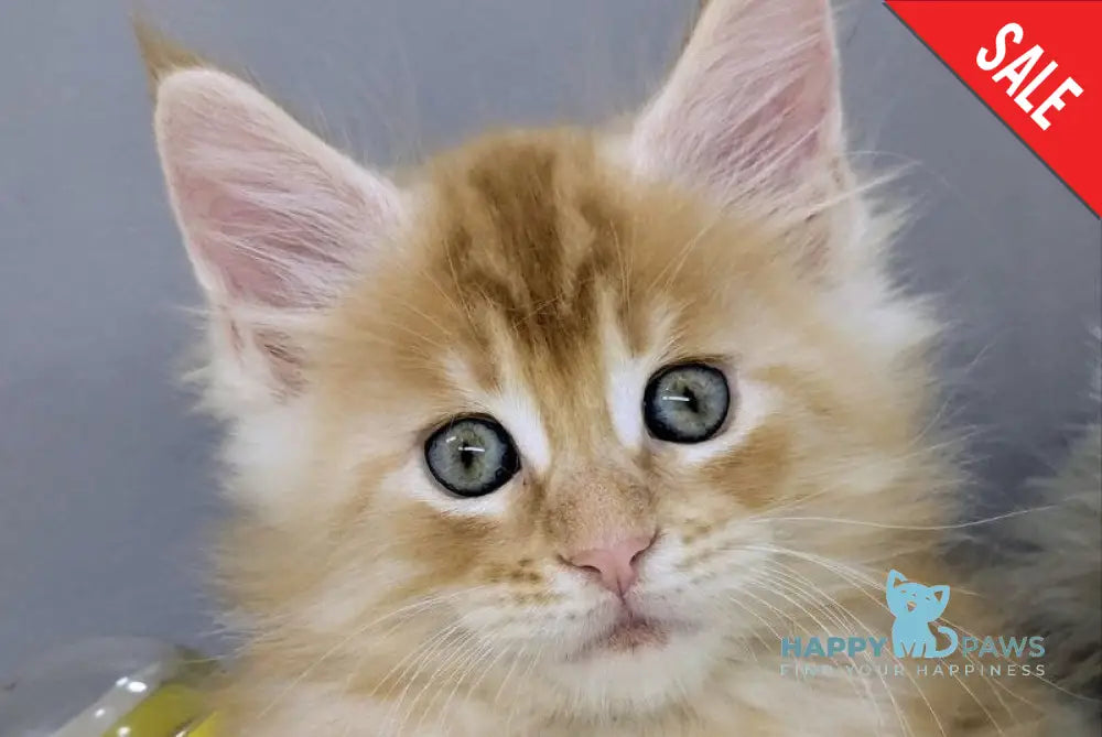 Viking Maine Coon male red silver - live animals