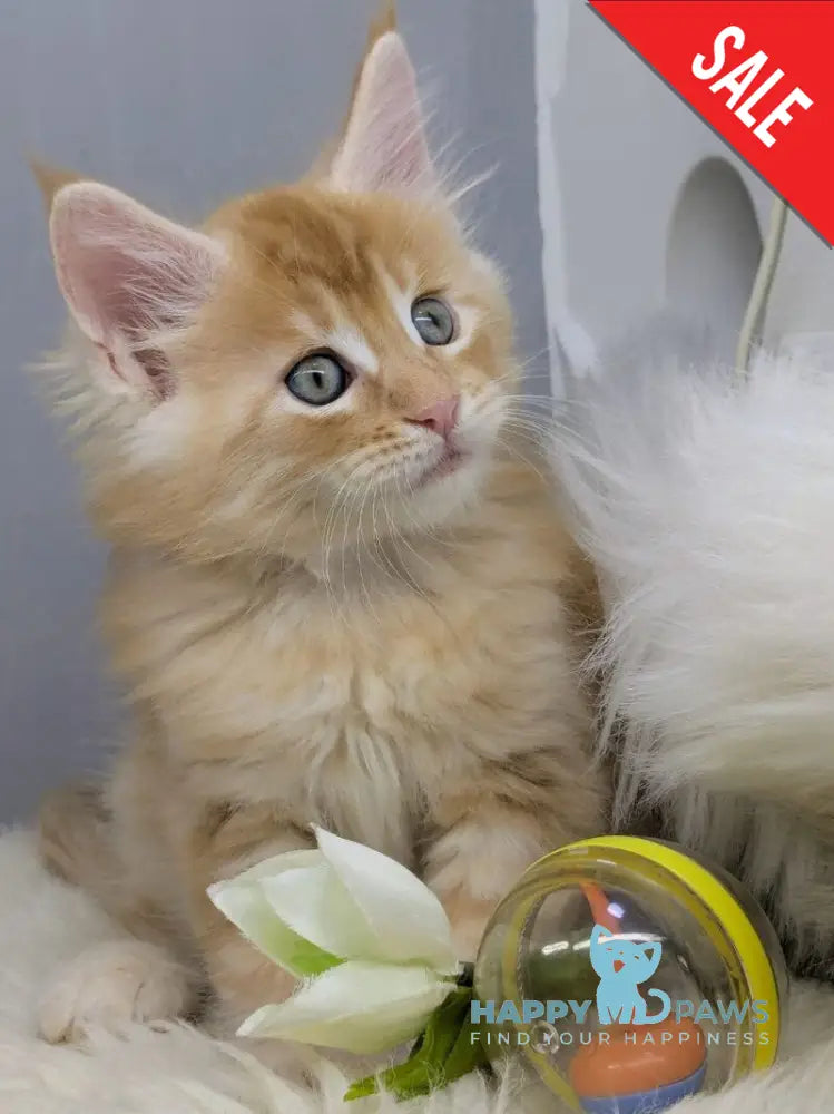 Viking Maine Coon male red silver - live animals