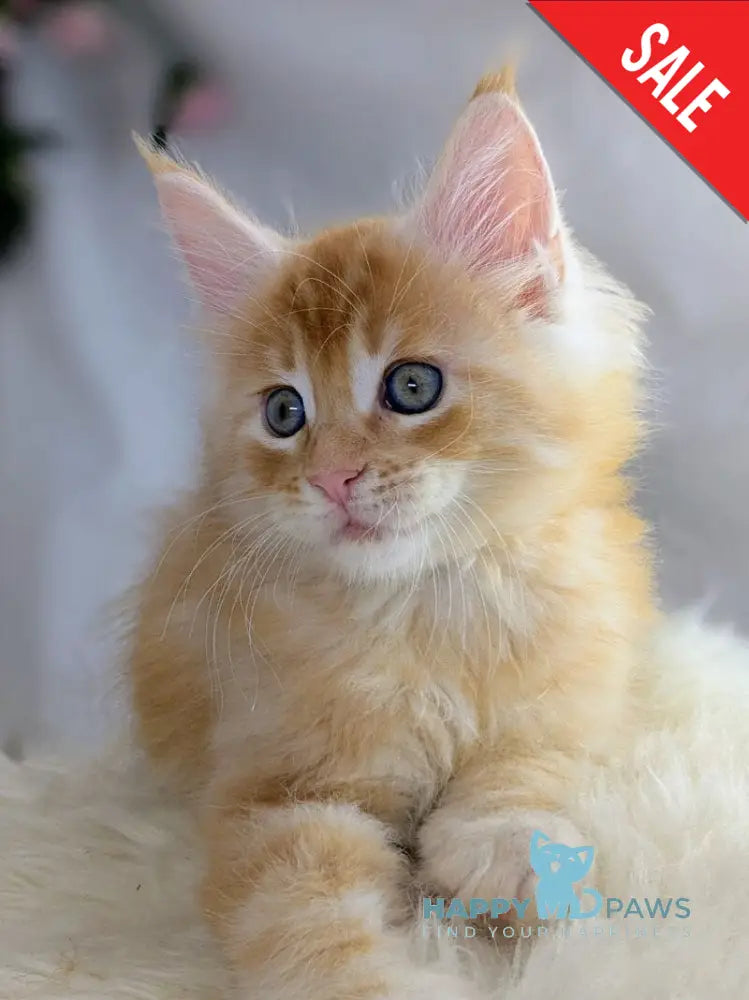 Viking Maine Coon male red silver - live animals