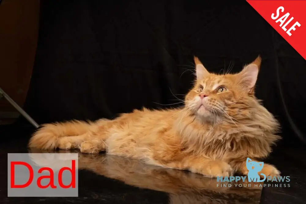 Viking Maine Coon male red silver - live animals