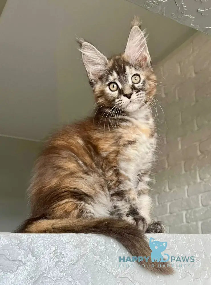 Vikki Maine Coon female black tortie silver tabby live animals