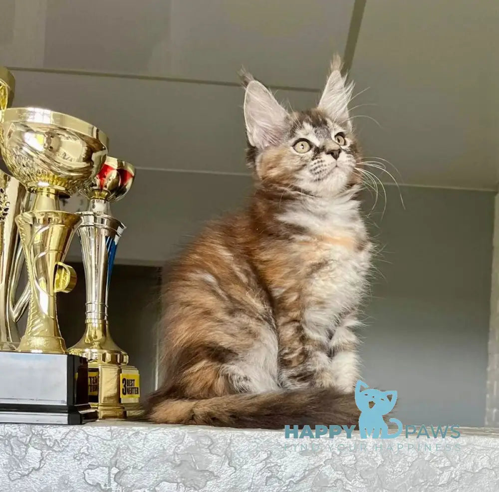 Vikki Maine Coon female black tortie silver tabby live animals