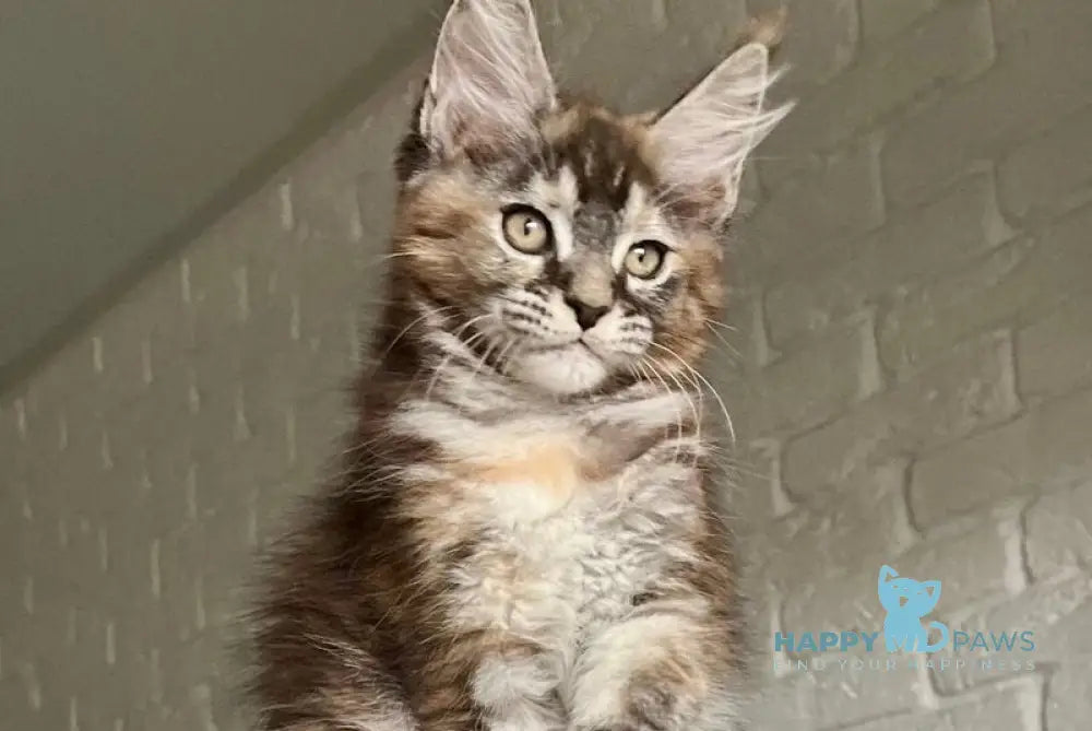 Vikki Maine Coon female black tortie silver tabby live animals