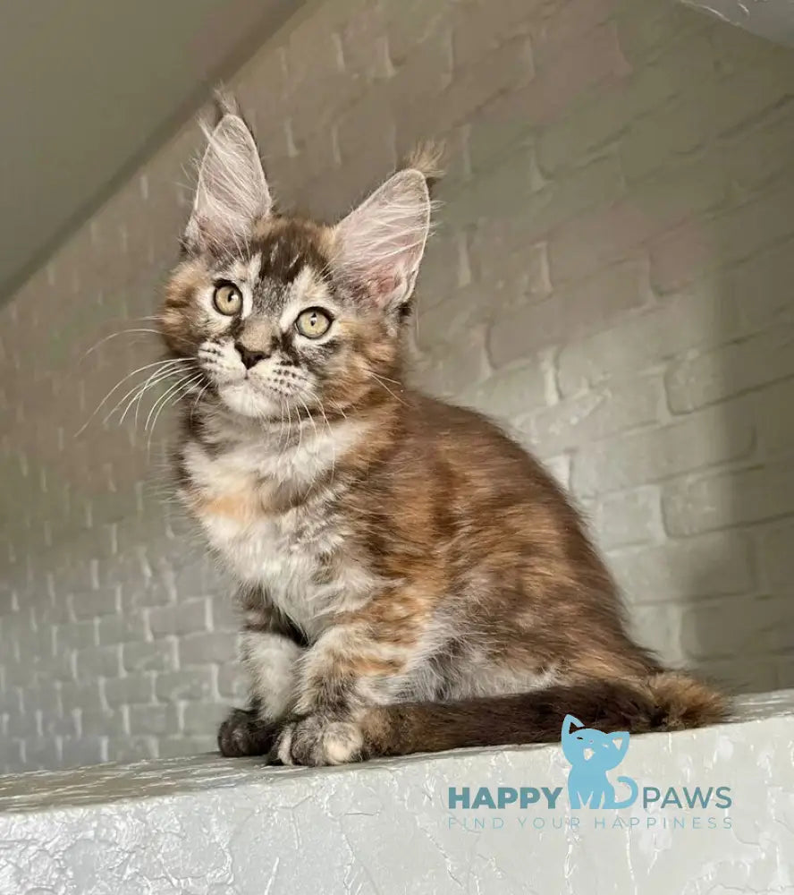 Vikki Maine Coon female black tortie silver tabby live animals
