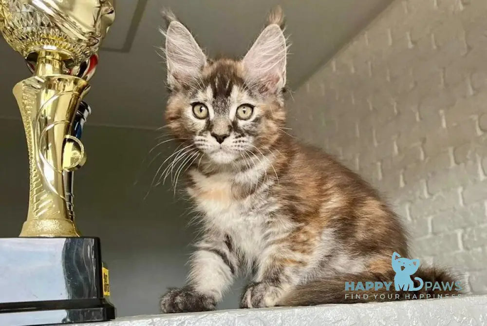 Vikki Maine Coon female black tortie silver tabby live animals