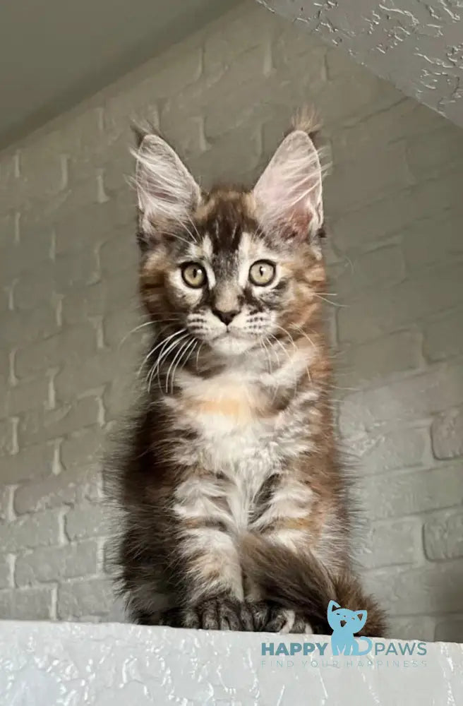 Vikki Maine Coon female black tortie silver tabby live animals