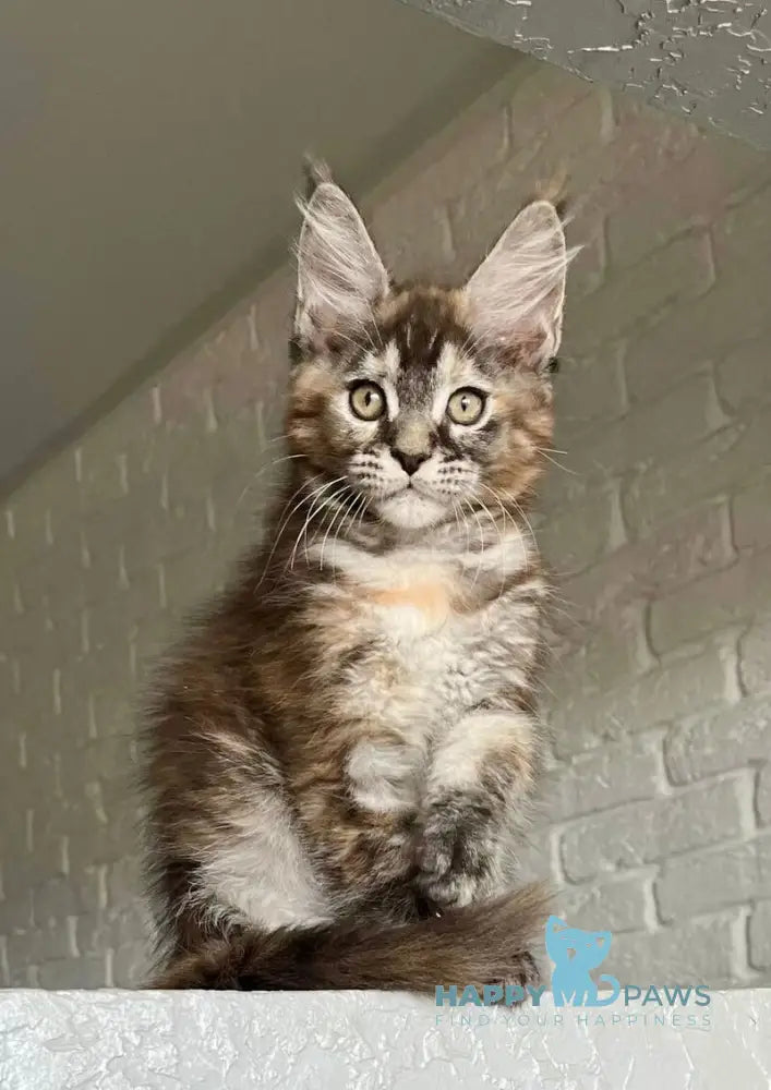 Vikki Maine Coon female black tortie silver tabby live animals