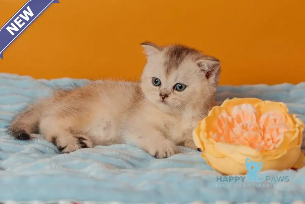 Vikki Scottish Straight female black silver ticked tabby live animals