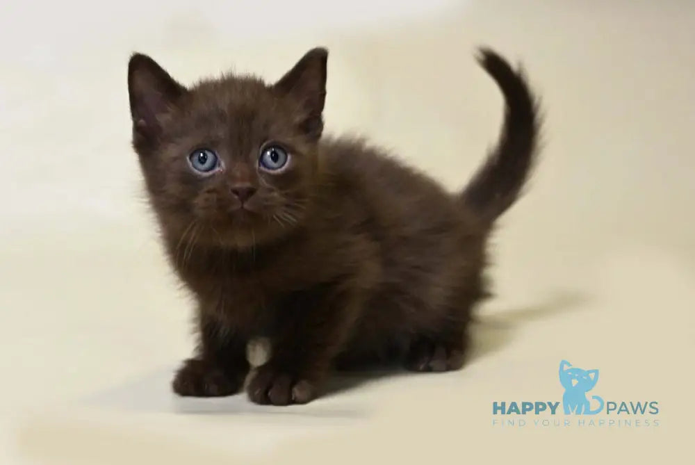 Viktor British Shorthair male chocolate live animals