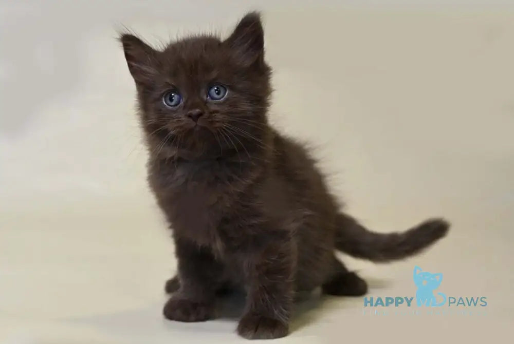 Viktor British Shorthair male chocolate live animals