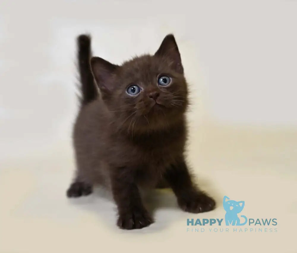 Viktor British Shorthair male chocolate live animals