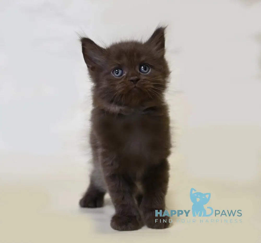Viktor British Shorthair male chocolate live animals