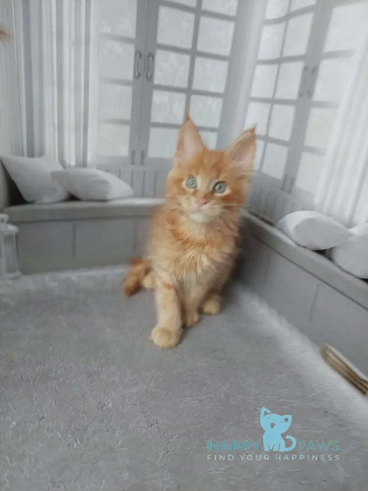 Viktor Maine Coon male red live animals