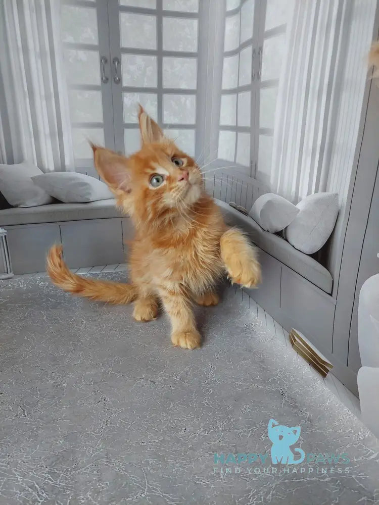 Viktor Maine Coon male red live animals