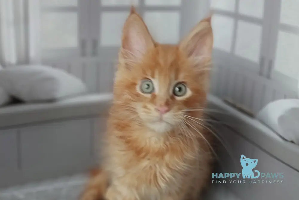 Viktor Maine Coon male red live animals